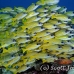 snapper_bluestripe_ndo_h_0240_pal1064.jpg
